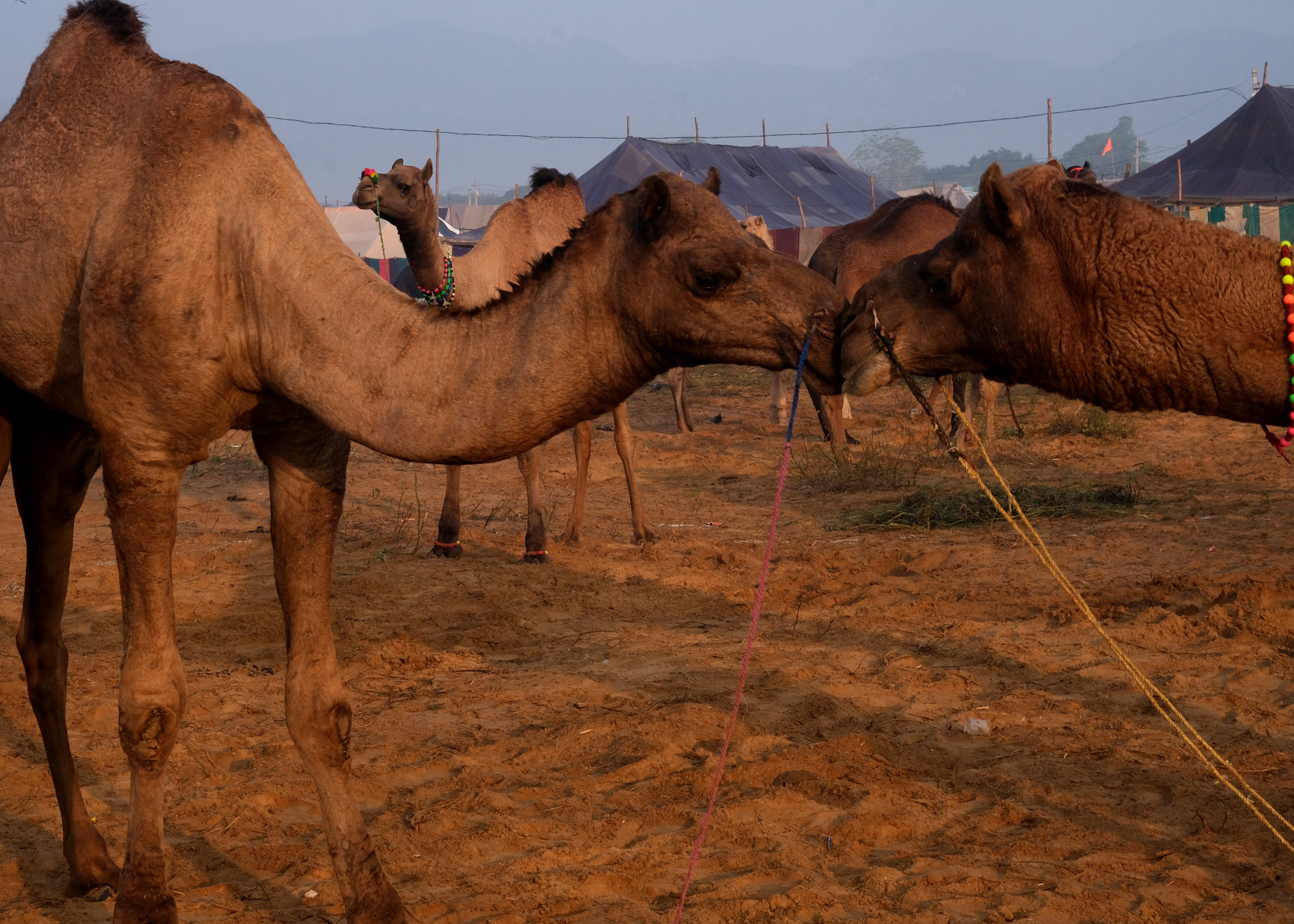 Camels love each other