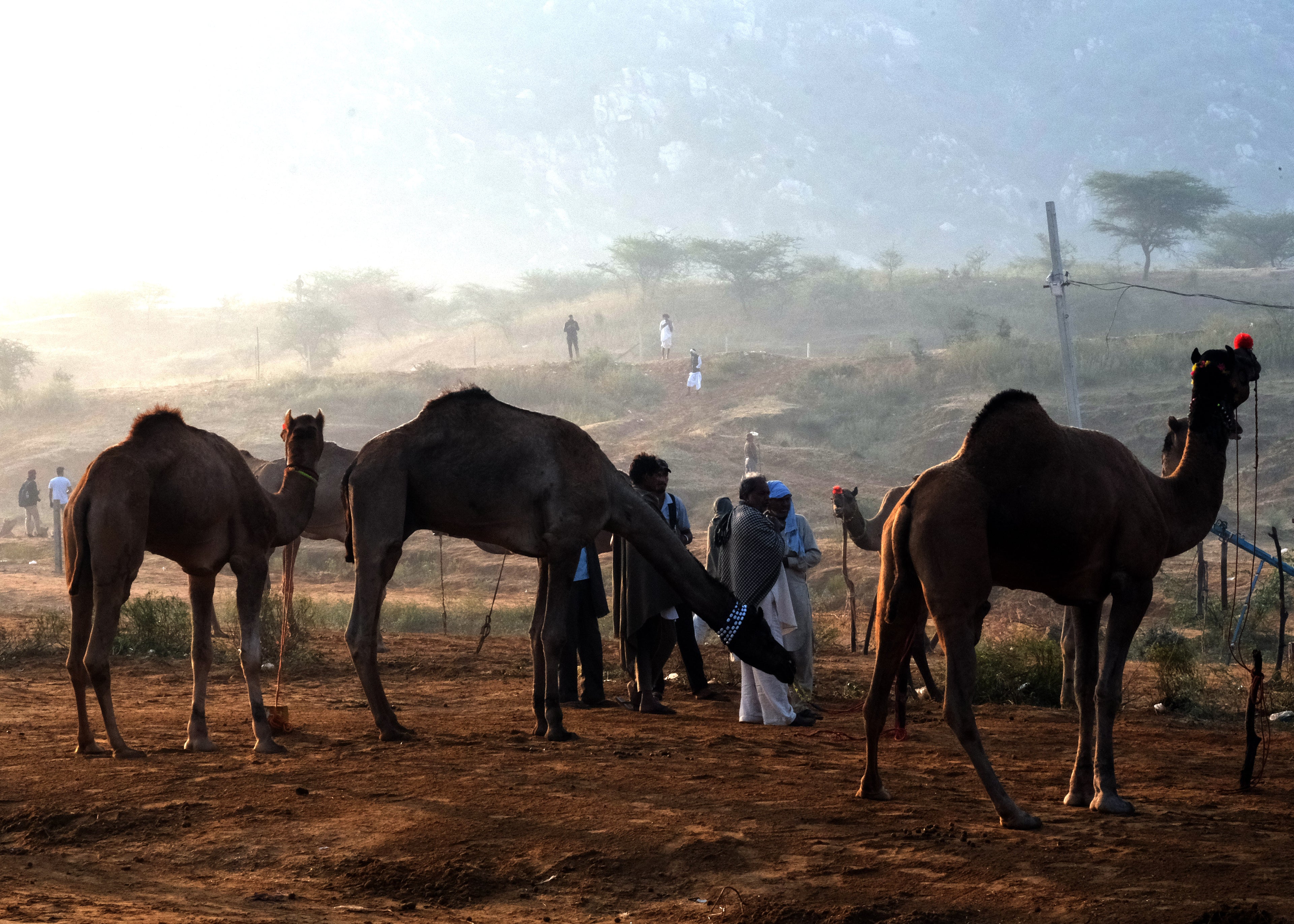Camels in Pushkar Fair 2025